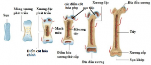 Sự phát triển của xương qua các giai đoạn