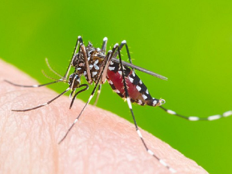 Mùa hè là thời điểm muỗi sinh sản nhiều nhất